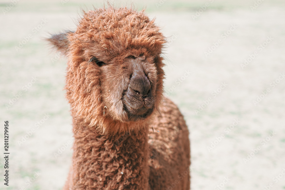 Fototapeta premium Alpaca alone grazing in the mountains