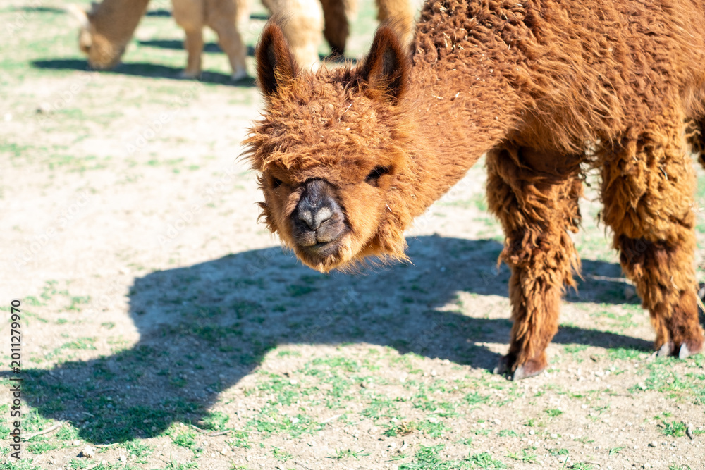 Fototapeta premium Alpaca alone grazing in the mountains