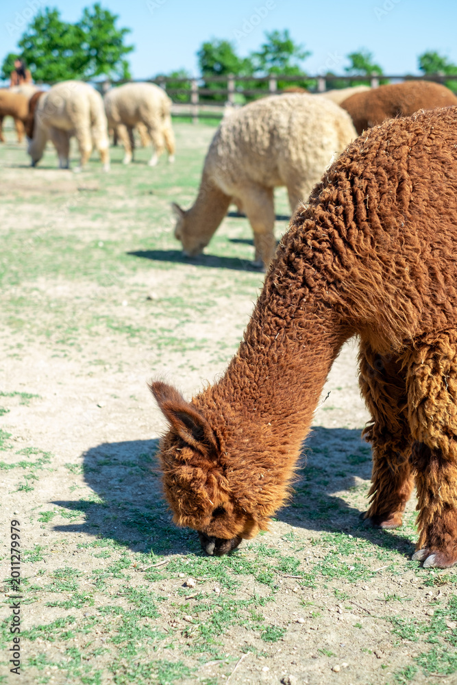 Fototapeta premium Herd of alpacas grazing in the mountains