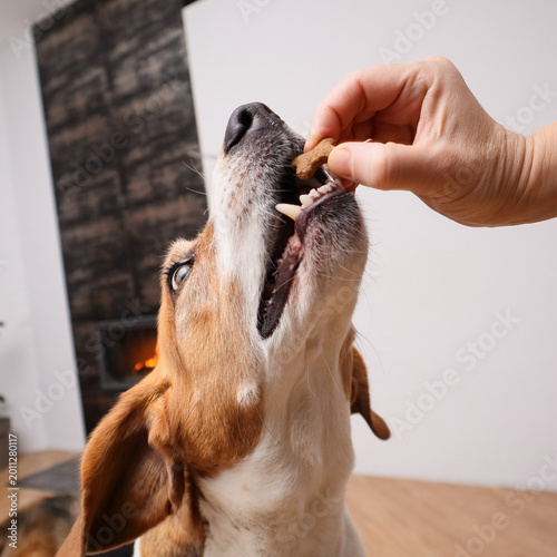 Close up of a hand giving a bone shaped treat to a tricolor beagle dog at home