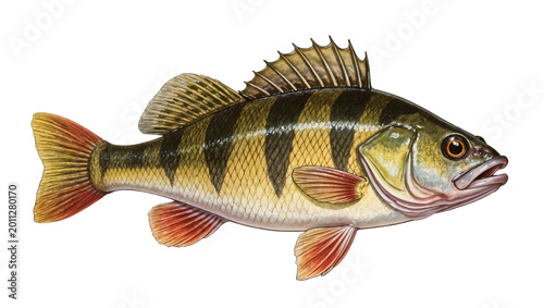 Canvas Print Detailed yellow perch fish with dark vertical stripes, isolated on transparent b