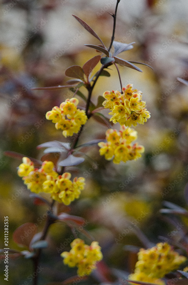 Fototapeta premium Yellow Spring Flowers
