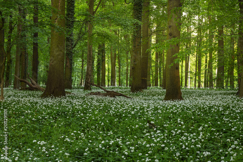 Spring Blooming of Wild Garlic (Allium ursinum) in the Riparian Forests by the Odra River, Poland