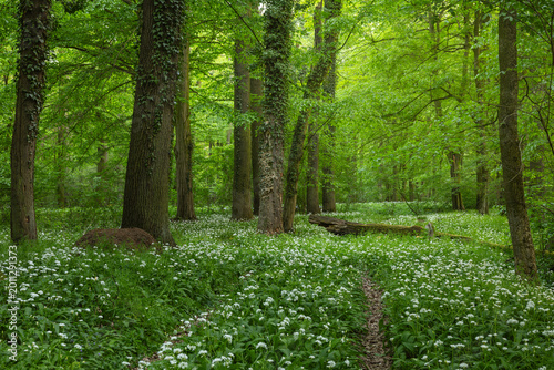 Spring Blooming of Wild Garlic (Allium ursinum) in the Riparian Forests by the Odra River, Poland