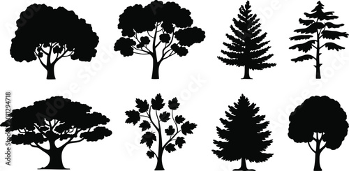 Fotografía Black silhouettes of maple trees against  leaf
