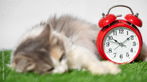 tricolor cat sits on a mat of artificial green grass next to a red retro alarm clock