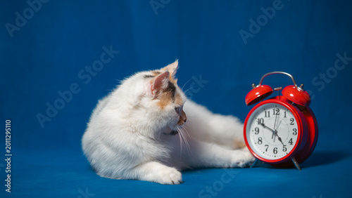 Obraz na płótnie white cat looks at a vintage watch on a blue background