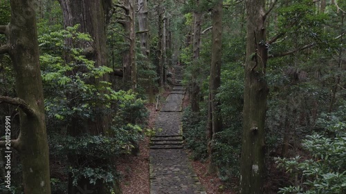 Dolly-In Shot – Moss-Covered Stone Path on Kumano Kodo Nakahechi Route, Daimonzaka Slope, Nachikatsuura, Wakayama, Japan (UNESCO World Heritage)　ドリーインショット「世界遺産 熊野古道 中辺路 大門坂 苔むした石畳」和歌山県那智勝浦町