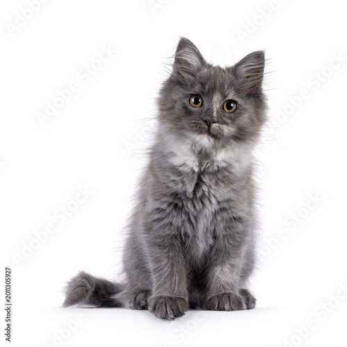 Cute Maine Coon cat kitten, sitting up facing front, Looking to camera. Isolated on a solid white background.