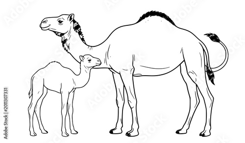 Photography Camel and Baby Camel Sketch Illustration Featuring Desert Wildlife Animal Parent