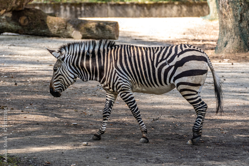Fototapeta premium Hartmann's Mountain Zebra, Equus zebra hartmannae. An endangered zebra