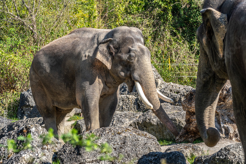 Canvas Print The Asian elephant, Elephas maximus also called Asiatic elephant