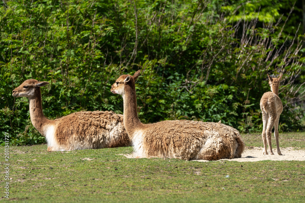 Obraz premium Family of Vicunas, Vicugna Vicugna, relatives of the llama