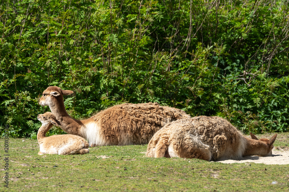 Naklejka premium Family of Vicunas, Vicugna Vicugna, relatives of the llama