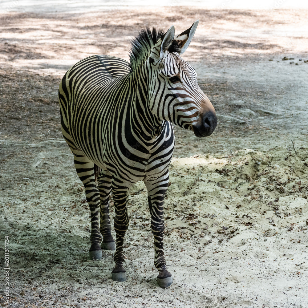 Fototapeta premium Hartmann's Mountain Zebra, Equus zebra hartmannae. An endangered zebra