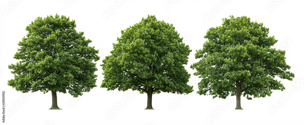 Fototapeta premium Quercus robur side view evokes tranquility with its elegant urban presence against white.