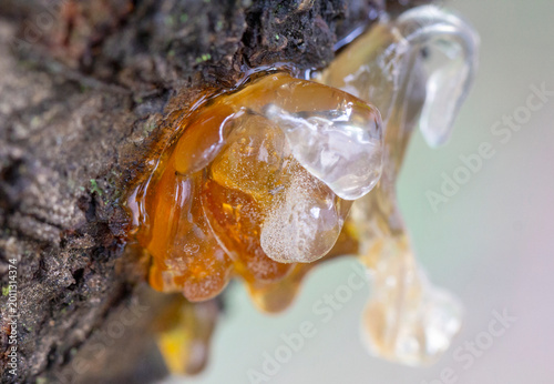 A close up view of orange and yellow resin on a cherry tree bark.