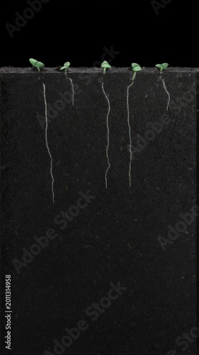 Rosemary (Salvia rosmarinus) seeds were placed in a rhizobox filled with soil to study root growth. The seeds were grown in the rhizobox for 30 days, isolated on black background