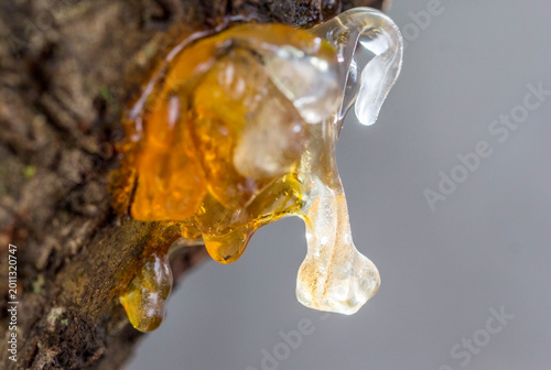 A close up view of orange and yellow resin on a cherry tree bark.