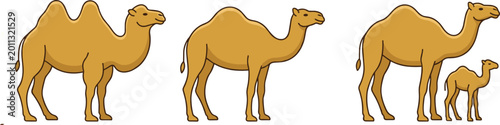 Photos Camel Animal Collection with Single and Double Hump Desert Mammals Including Adu