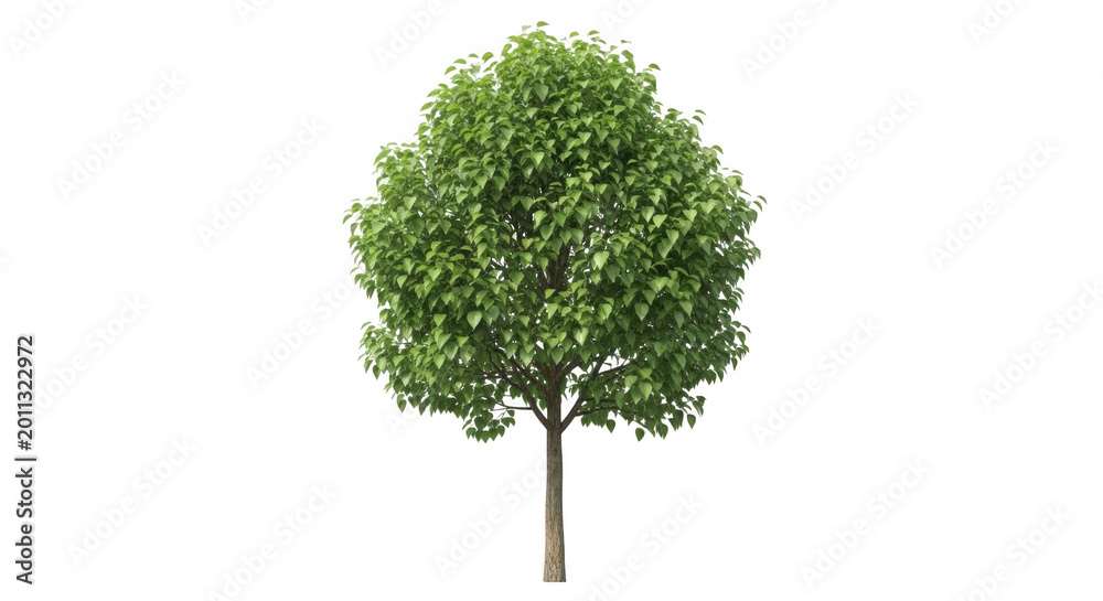 Fototapeta premium tree isolated on white
