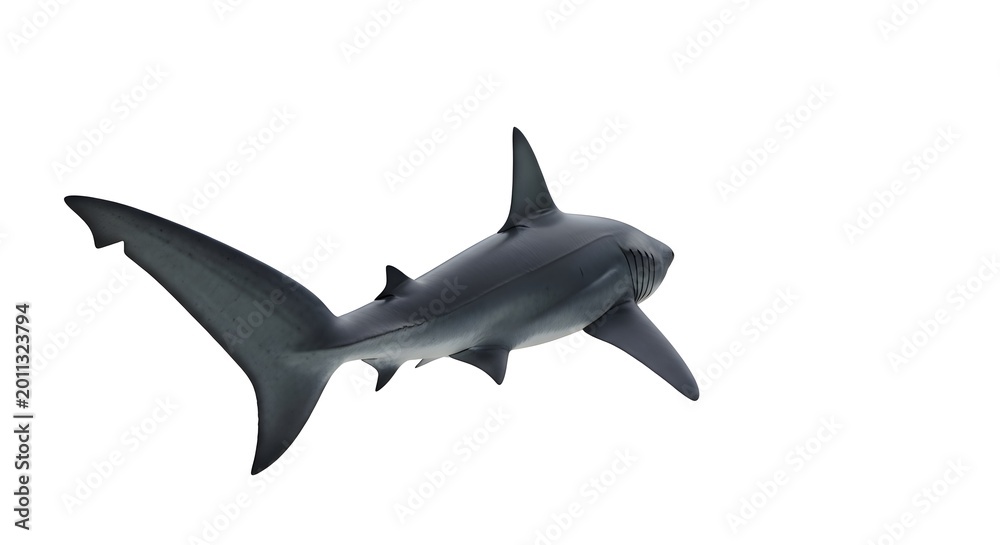Fototapeta premium Majestic Great White Shark Swimming Gracefully in Clear Blue Ocean Waters.
