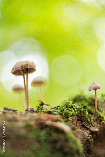 Mushrooms in close-up  with a nice bokeh.
