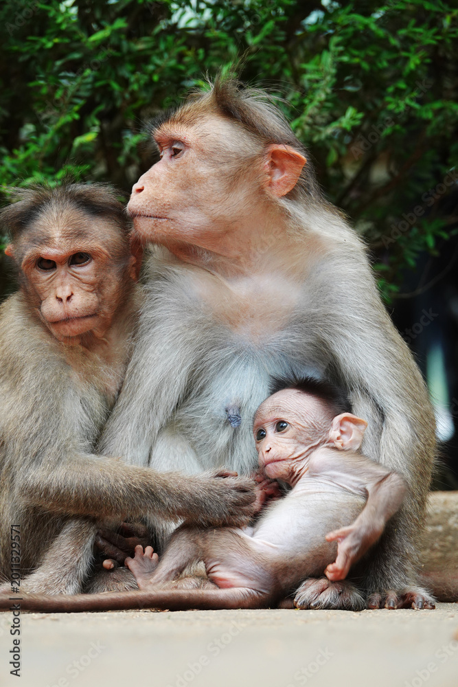 Obraz premium Mother and baby macaque