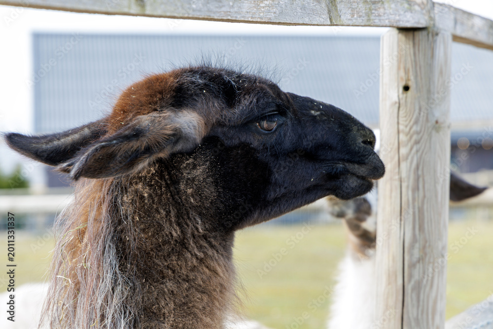 Fototapeta premium Dark Brown Llama Portrait at Farm