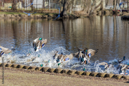 Tableau sur toile Mallard Ducks Landing on Water with Splashes