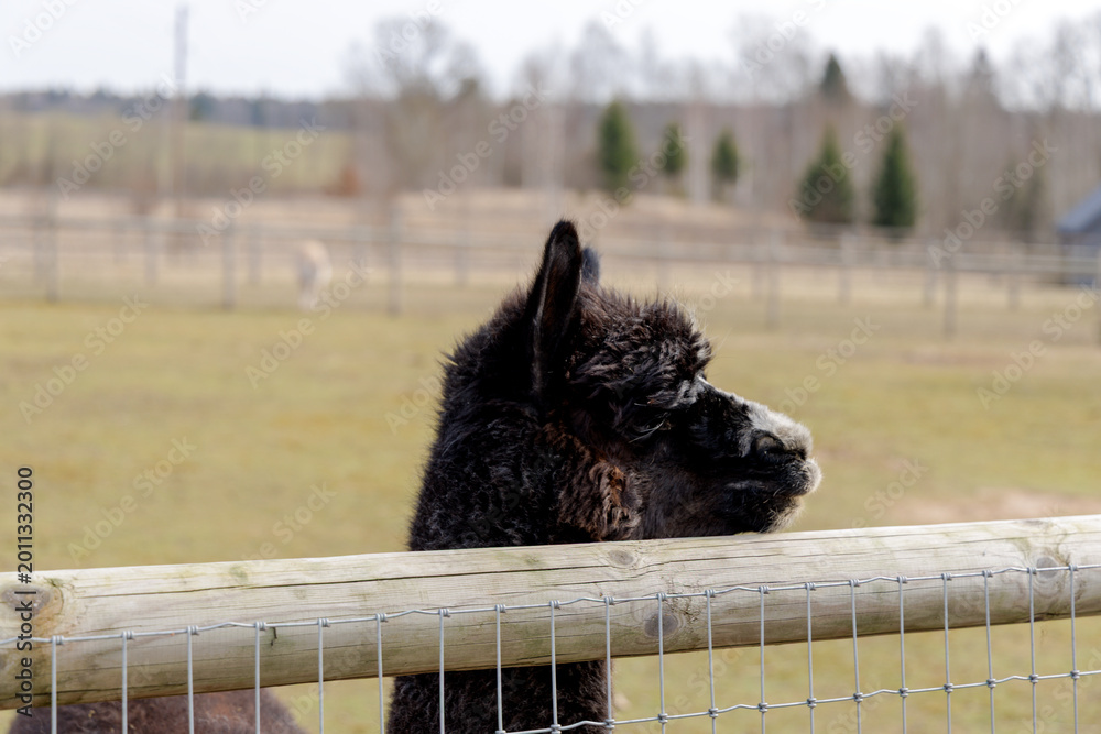 Fototapeta premium Profile of Black Alpaca Behind Fence