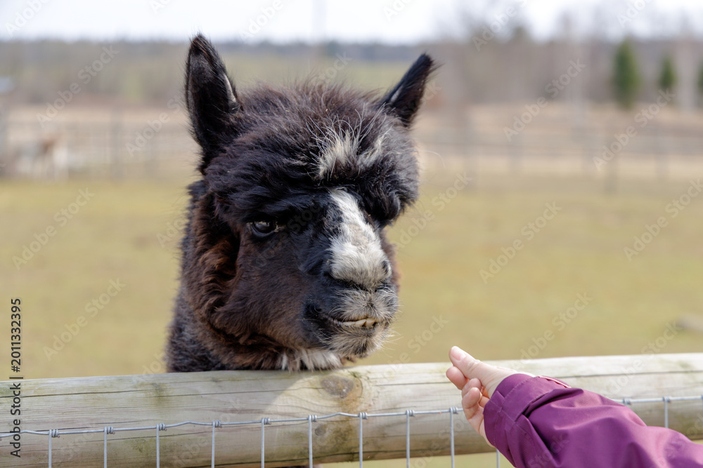 Fototapeta premium Feeding Alpaca with Carrot