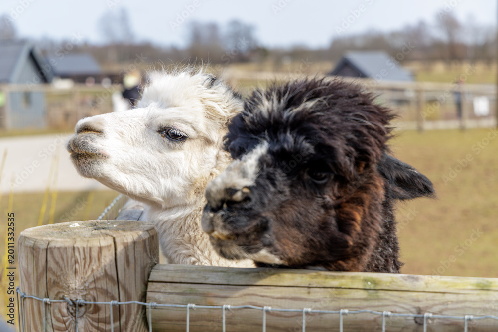 Fototapeta premium White and Black Alpacas Together