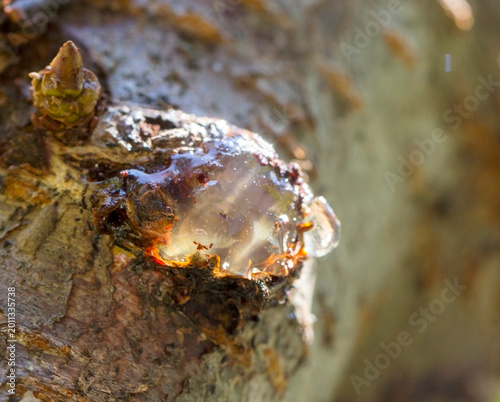 A close up view of white resin on a cherry tree bark.