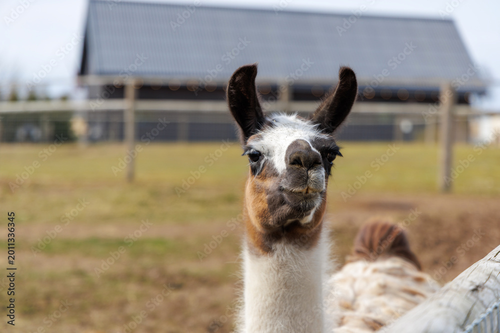 Fototapeta premium Portrait of a Curious Llama on a Rural Farmstead