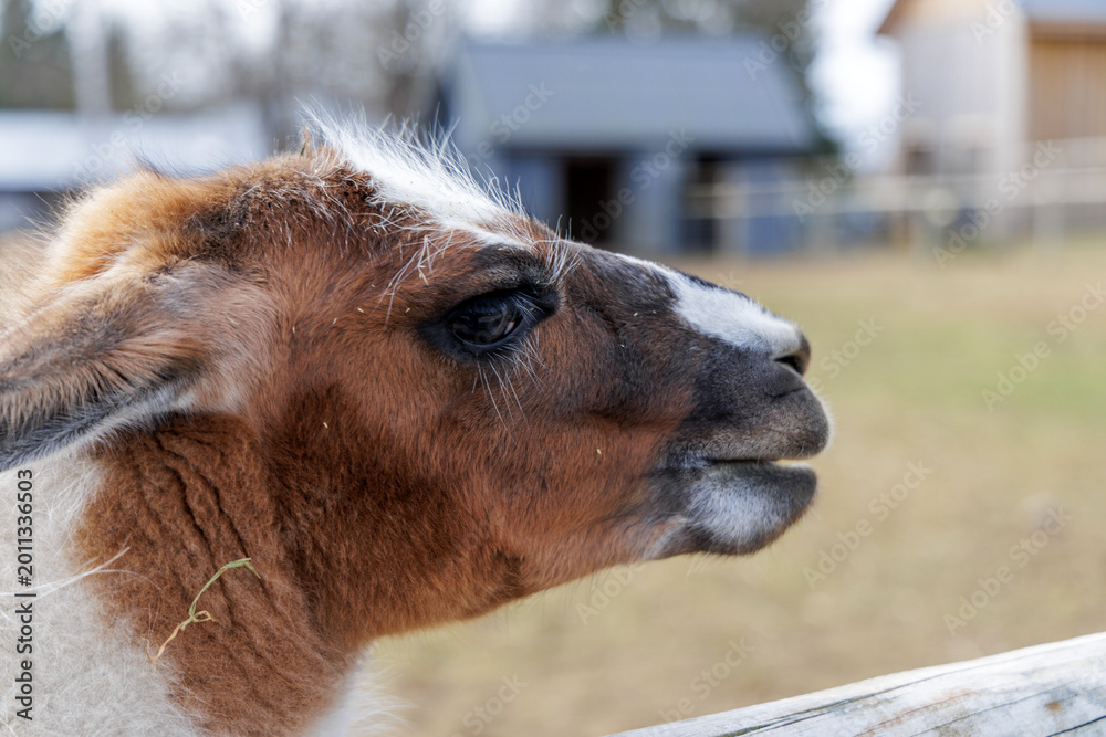 Fototapeta premium Side Profile of a Llama at a Countryside Ranch