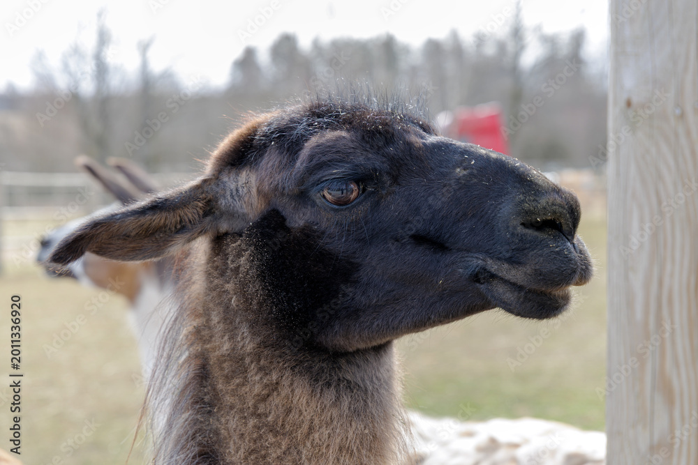 Fototapeta premium Majestic Llama at Countryside Farm