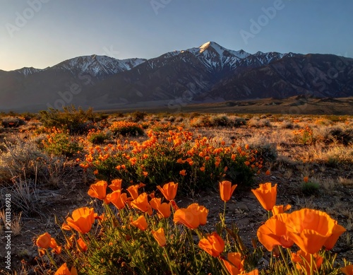 Poppy field foregrounds majestic snow-capped mountains bathed in golden morning light, creating a serene landscape