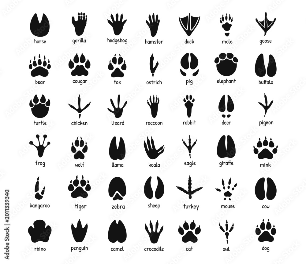 Naklejka premium Animal footprints chart with black paw tracks and hoof silhouettes, labeled wildlife and farm animal track guide, vector illustration isolated on white background