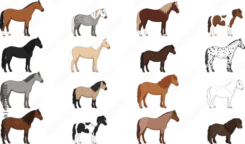 Obraz premium Horse breeds vector illustration set with realistic domestic equine animals in various colors and patterns, detailed collection isolated on light background