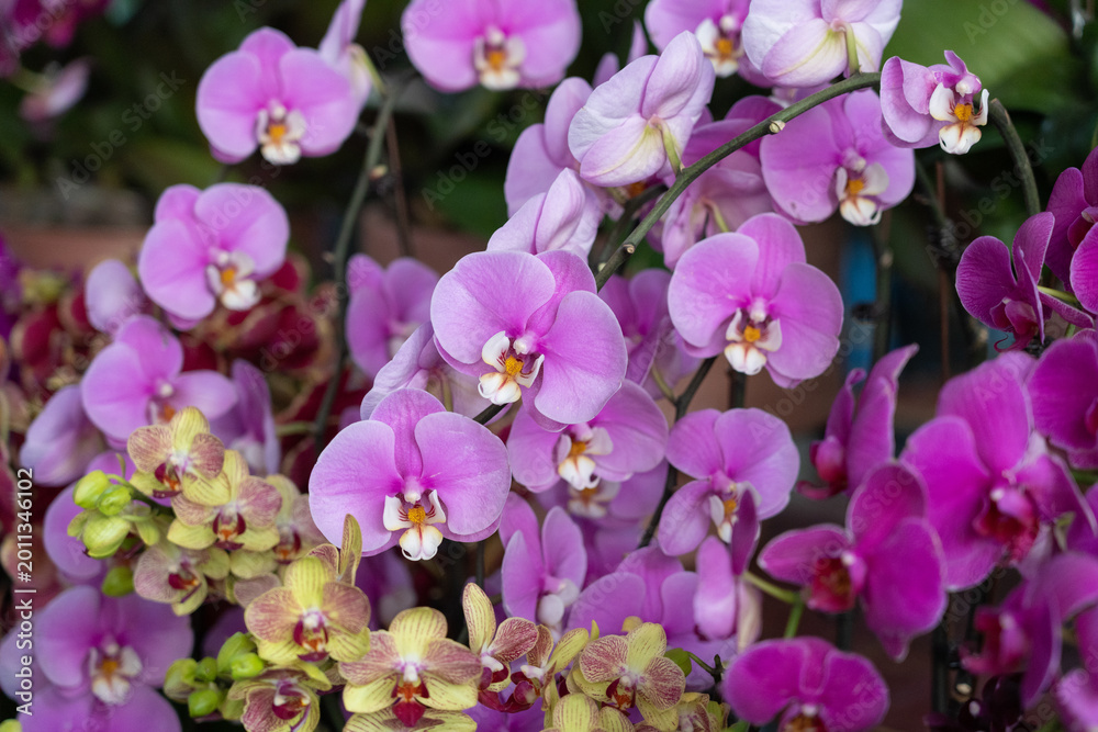 Obraz premium Pink phalaenopsis orchids blooming in natural light