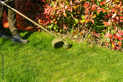 Gardener trimming lawn with grass trimmer near hedge in sunny backyard