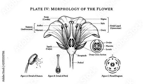 Scientific botanical line drawing of flower parts with detailed labeled structure vector illustration on white