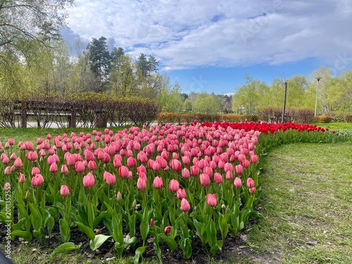 tulip field in spring