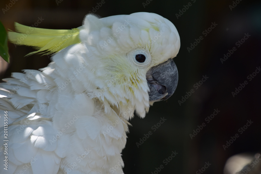 Φωτογραφία Side Profile of a Crested White Cockatoo