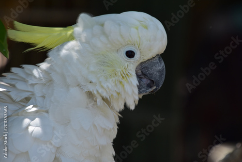 Tableau sur toile Side Profile of a Crested White Cockatoo