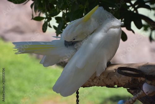 Fotografi White and Yellow Feathered Cockatoo Bird in a Tree