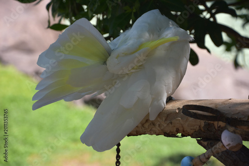 Foto White Cockatoo Ruffling his Feathers on a Roost