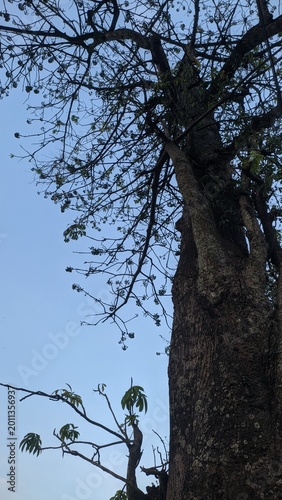 Photography the silhouette of a kapok tree sprouting anew after autumn