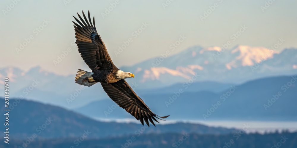 Fototapeta premium Bald eagle soaring with wings spread wide over mountainous landscape with snow capped peaks under clear sky